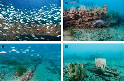 Reef fishes' use of structures was monitored on natural and