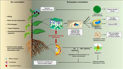 Frontiers  Effects of Flooding and Endogenous Hormone on the Formation of  Knee Roots in Taxodium ascendens