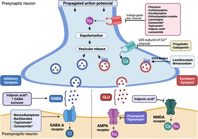 gabapentin on seizures
