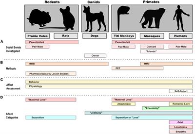 Frontiers | Neuroimaging of human and non-human animal emotion and affect  in the context of social relationships