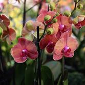 Orchid Shapes A Genetic Journey Through Evolution - 2ccmb67