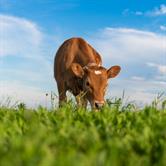 The Role of Bioactive Nutrients in Animal Nutrition: Molecular, Computational, and Field-Based Advancements