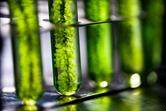 Unlocking Algae’s Potential in Animal Nutrition and Sustainable Agriculture