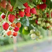 Nutraceuticals and Functional Foods in Chronic Disease Prevention and Treatment