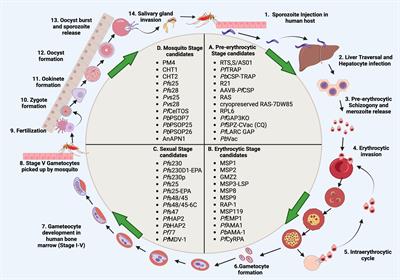 Frontiers  Unraveling cross-reactivity of anti-glycan IgG