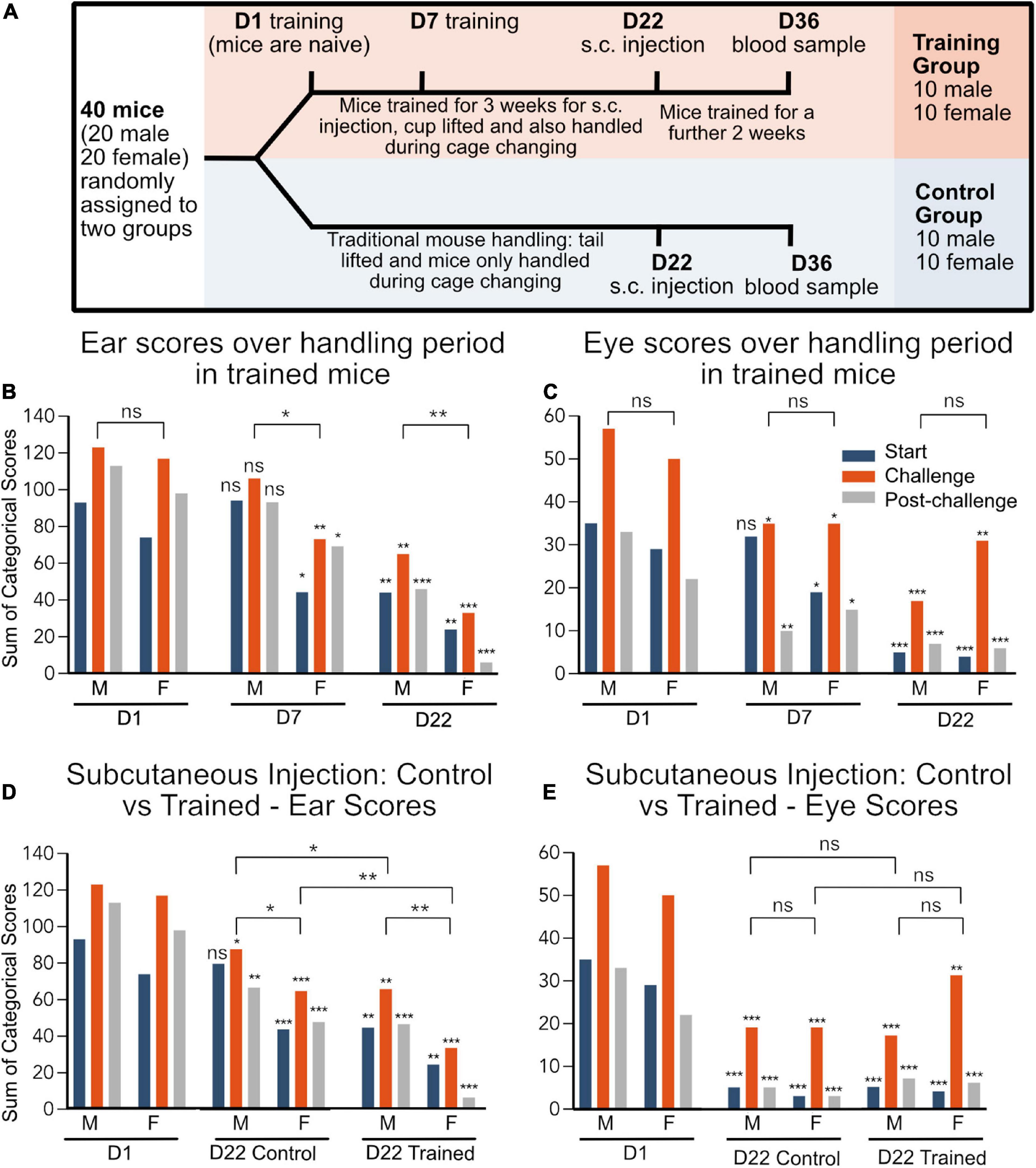 Frontiers | Decreased levels of discomfort in repeatedly handled mice during experimental ...