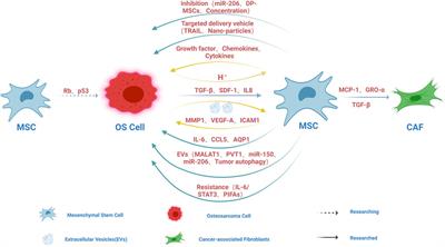 Frontiers SUMO control of centromere homeostasis