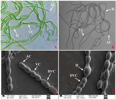 Frontiers  The potential of SiK® fertilization in the resilience