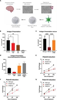 Frontiers  Unraveling cross-reactivity of anti-glycan IgG