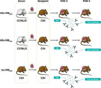 Frontiers  Sciatic–Vagal Nerve Stimulation by Electroacupuncture  Alleviates Inflammatory Arthritis in Lyme Disease-Susceptible C3H Mice