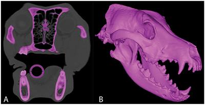 Frontiers  Common Patterns of Skull Bone Fusion and Their Potential to  Discriminate Different Ontogenetic Stages in Extant Birds