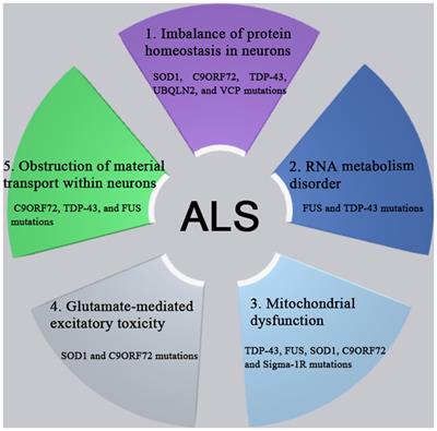 Frontiers  Intrafamilial variability in SLC6A1-related neurodevelopmental  disorders