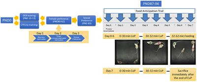 Frontiers  Intrafamilial variability in SLC6A1-related neurodevelopmental  disorders