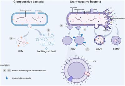 Frontiers  C500 variants conveying complete mucosal immunity