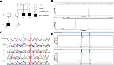 Frontiers  Case report: A preterm infant with rubinstein-taybi