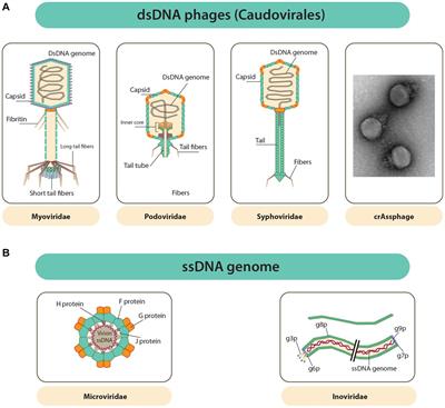 Frontiers  C500 variants conveying complete mucosal immunity