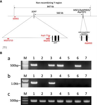 Frontiers  Identification of WRKY gene family members in amaranth based on  a transcriptome database and functional analysis of AtrWRKY42-2 in betalain  metabolism