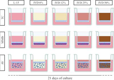 Frontiers  Exploring the application of Corynebacterium glutamicum single  cell protein in the diet of flathead grey mullet (Mugil cephalus): effects  on growth performance, digestive enzymes activity and gut microbiota