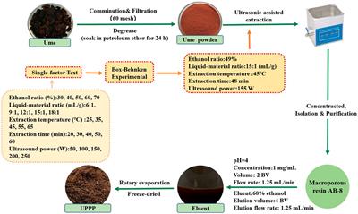 Frontiers Probiotic properties of Bacillus subtilis DG101 isolated from the traditional Japanese fermented food nattō