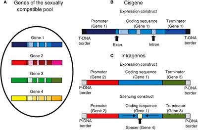 Frontiers  Identification of WRKY gene family members in amaranth based on  a transcriptome database and functional analysis of AtrWRKY42-2 in betalain  metabolism