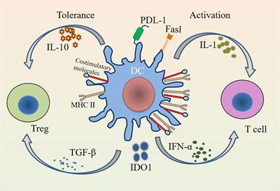 Frontiers  Identification of MARK2, CCDC71, GATA2, and KLRC3 as