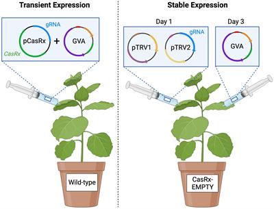 Frontiers  Identification of WRKY gene family members in amaranth based on  a transcriptome database and functional analysis of AtrWRKY42-2 in betalain  metabolism