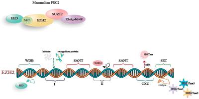Frontiers | Role of EZH2-mediated epigenetic modification on vascular ...