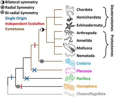 early-diverging animals - List of Frontiers' open access articles early-diverging animals - List of Frontiers' open access articles