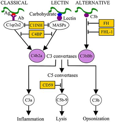 Frontiers  Sciatic–Vagal Nerve Stimulation by Electroacupuncture  Alleviates Inflammatory Arthritis in Lyme Disease-Susceptible C3H Mice