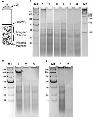 Single Stranded Rna List Of Frontiers Open Access Articles Single Stranded Rna List Of Frontiers Open Access Articles