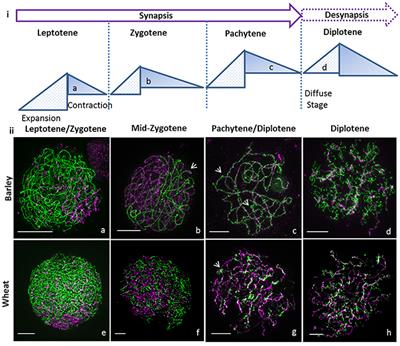 zygotene - List of Frontiers' open access articles zygotene - List of Frontiers' open access articles