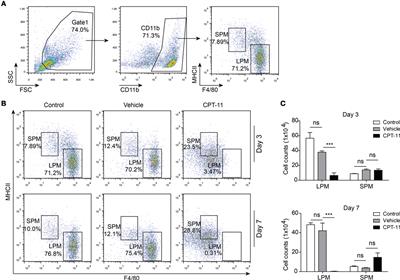 Frontiers | Prolonged Deleterious Influences of Chemotherapeutic Agent ...