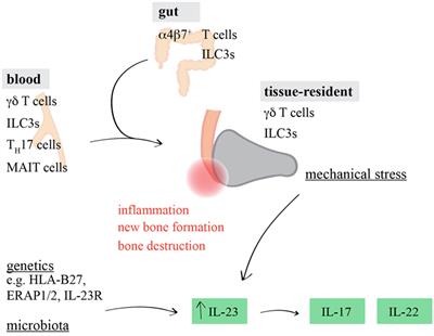 Il 23 Receptor List Of Frontiers Open Access Articles