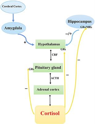 Frontiers Genetics Factors In Major Depression Disease