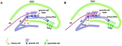 Mossy Fiber Sprouting List Of Frontiers Open Access Articles