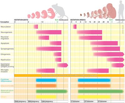 Prenatal Infection May Alter Behavior >> Frontiers Prenatal Immune And Endocrine Modulators Of Offspring S Prenatal Infection May Alter Behavior >> Frontiers Prenatal Immune And Endocrine Modulators Of Offspring S
