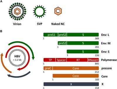 Frontiers Host Cell Rab GTPases In Hepatitis B Virus