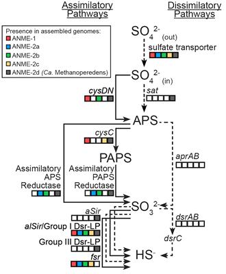 Frontiers Comparative Genomics And Proteomic Analysis Of