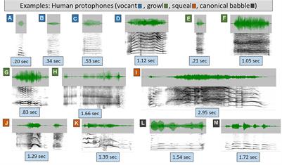 Frontiers Language Origins Viewed In Spontaneous And Interactive Vocal Rates Of Human And Bonobo Infants Psychology Frontiers Language Origins Viewed In Spontaneous And Interactive Vocal Rates Of Human And Bonobo Infants Psychology