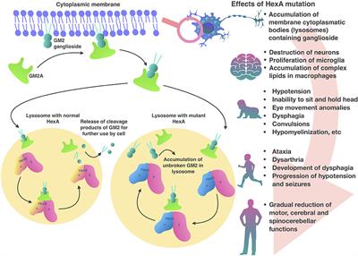 Frontiers  Lysosomal Diseases and Neuropsychiatry: Opportunities