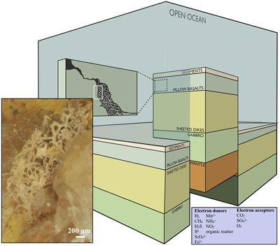 Frontiers  The Making of Calibration Sausage Exemplified by Recalibrating  the Transcriptomic Timetree of Jawed Vertebrates