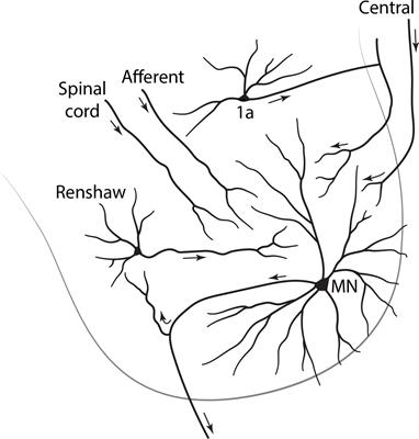Research Identifies Complex Of Neurons >> Frontiers Neuron Names A Gene And Property Based Name Format Research Identifies Complex Of Neurons >> Frontiers Neuron Names A Gene And Property Based Name Format