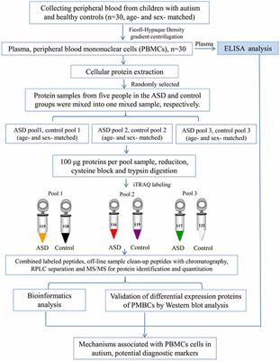 Autism May Be Detectable In Blood >> Frontiers Proteomics Study Of Peripheral Blood Mononuclear Cells Autism May Be Detectable In Blood >> Frontiers Proteomics Study Of Peripheral Blood Mononuclear Cells