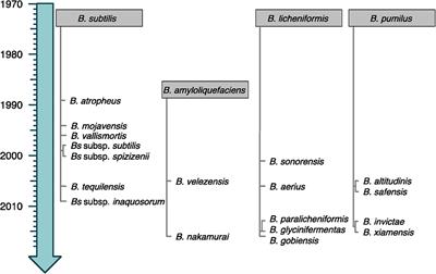 Bacillus Subtilis Identification Chart