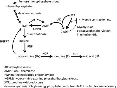 Frontiers Shortage Of Cellular ATP As A Cause Of Diseases