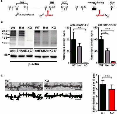 Five Hot Topics In Autism Research In >> Frontiers Altered Behaviors And Impaired Synaptic Function In A Five Hot Topics In Autism Research In >> Frontiers Altered Behaviors And Impaired Synaptic Function In A