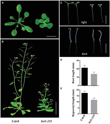 Plant Systems And Synthetic Biology