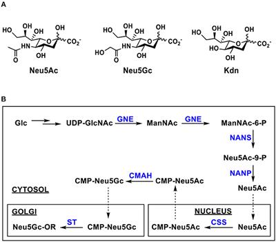 Nutritional Immunology