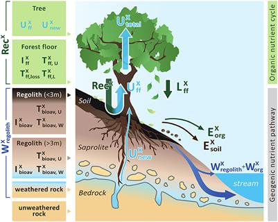 Frontiers How Slow Rock Weathering Balances Nutrient Loss - 