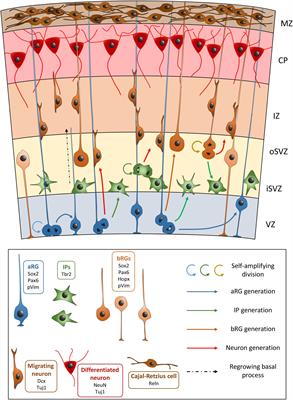 Radial Glial Cells List Of Frontiers Open Access Articles